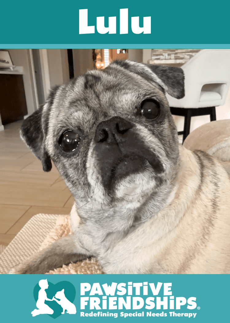 Lulu_PUG