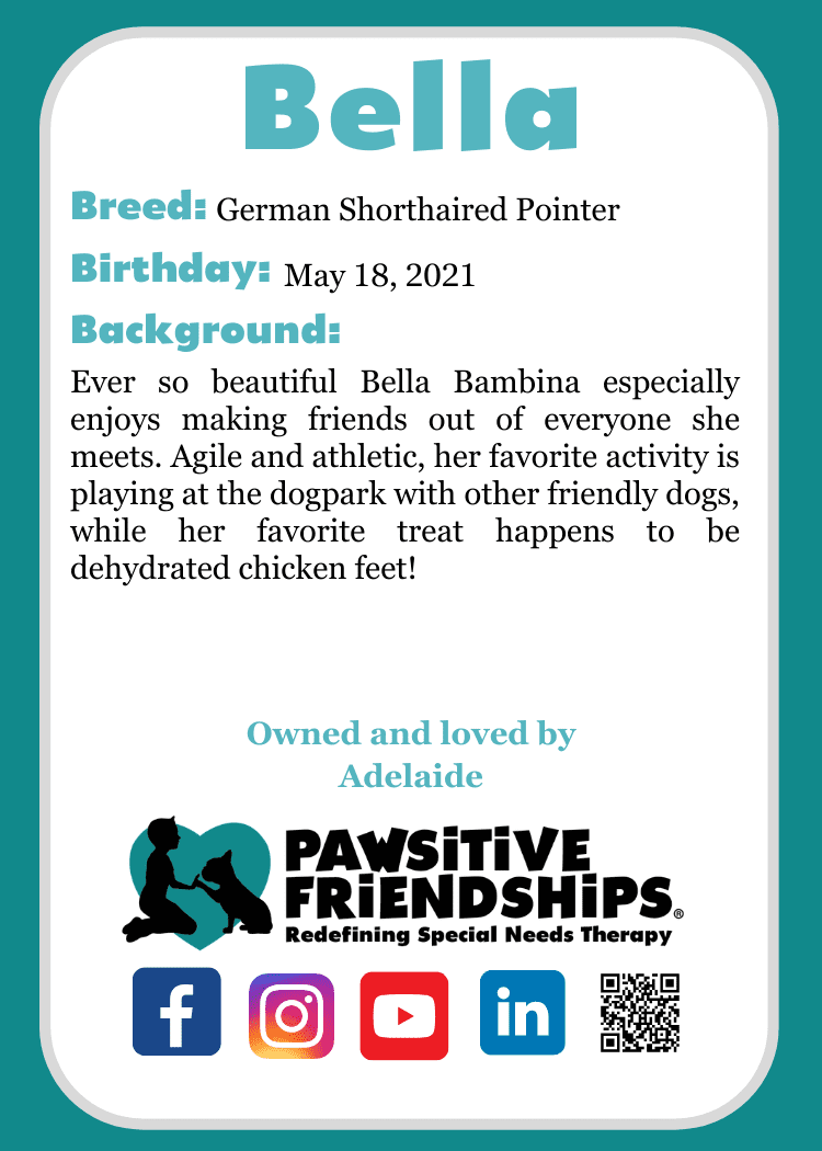 Bella_German Shorthair