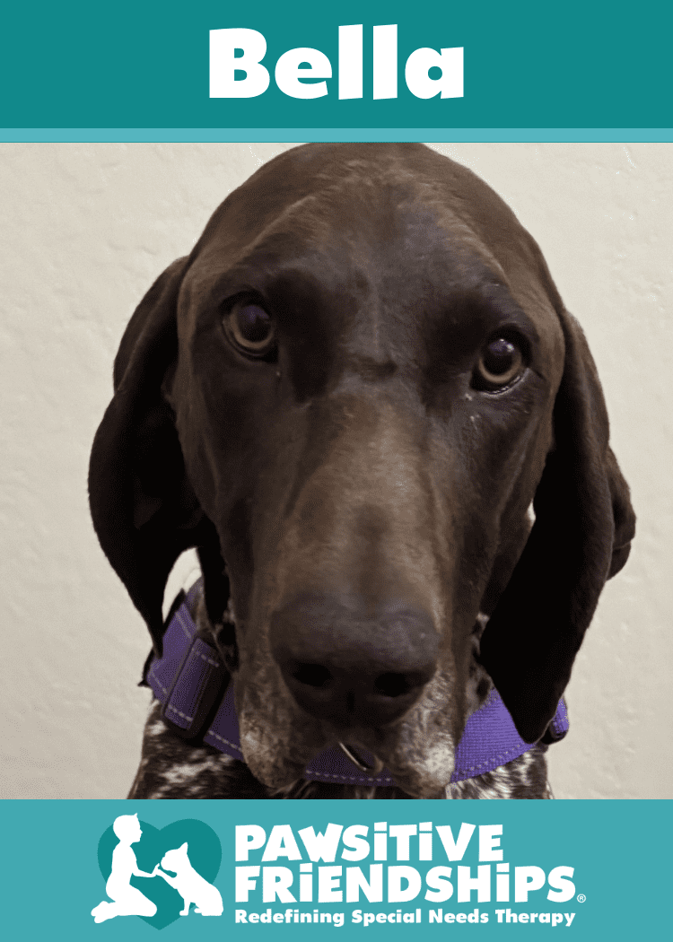 Bella_German Shorthair